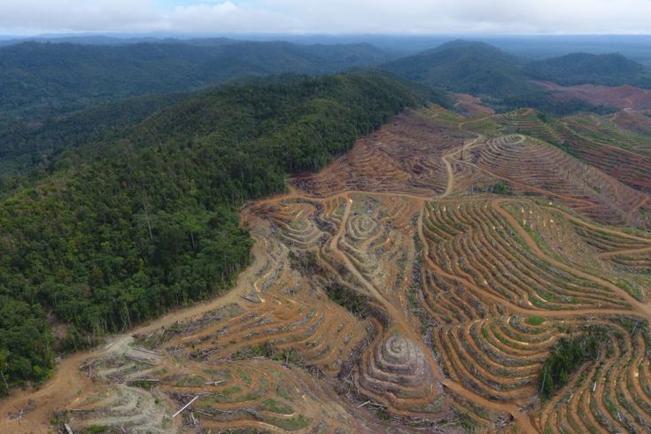 Dari Meja Makan ke Tutupan Hutan: Food Waste, Konsumsi Berlebih, dan Deforestasi di Indonesia