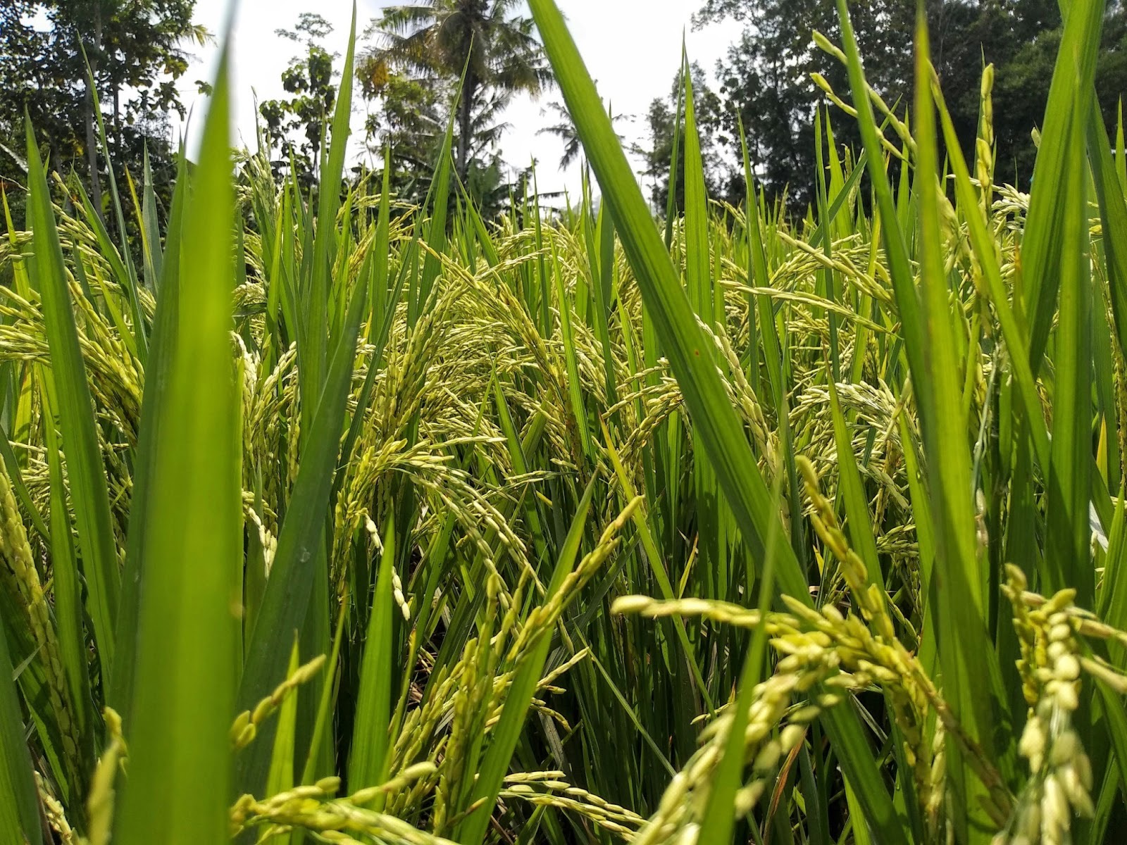 Mungkinkah bagi Masyarakat Indonesia untuk Kenyang Tanpa Nasi?